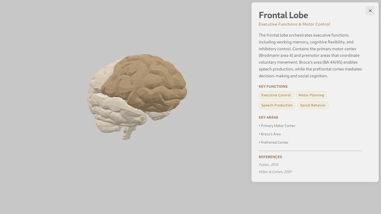 3D Brain preview